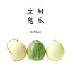 沃野青青自产甜瓜  绿宝石/星甜24/玉菇 | 清香型甜，满屋瓜香，可以带皮吃的甜瓜 商品缩略图0