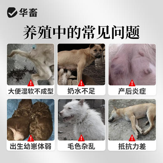 华畜 母狗全能补 成分多营养足 免疫强少生病 补气血奶水足 强骨骼幼犬壮 商品图1