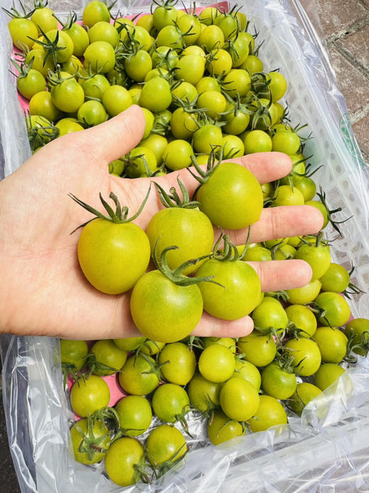 青甜小番茄 商品图0