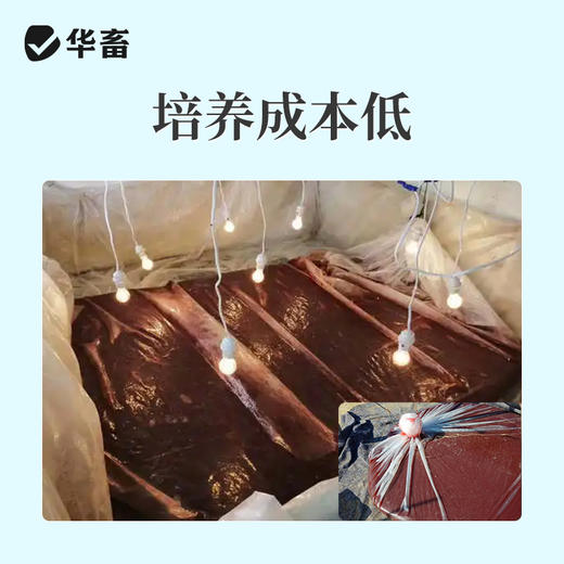 华畜光合细菌培养基水产养殖原液扩培鱼虾蟹塘降PH氨氮亚硝酸盐 商品图3
