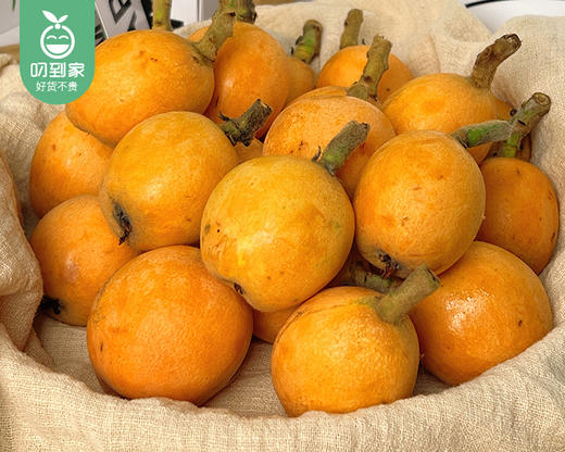 浙江新鲜枇杷/1份（500g±20g） 商品图2