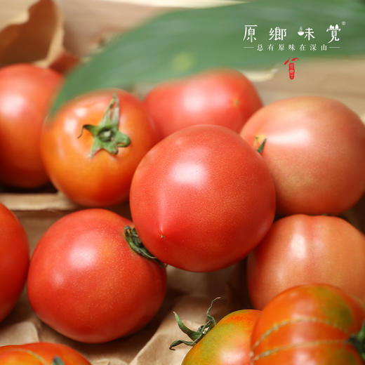 有机瑞粉番茄/草莓西红柿（基地直发-顺丰包邮）|3斤、4.5斤装，来自云南“四只瓢虫”昆明基地，生产者：王建钧【合作生产，公平贸易】 商品图9