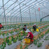 生态甜瓜（基地直发-顺丰包邮）| 4斤装，来自陕西咸阳，生产者：郑力行，【合作生产，公平贸易】 商品缩略图5
