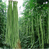 【YMHR】长豆角  豇豆角  新鲜农家菜 商品缩略图0