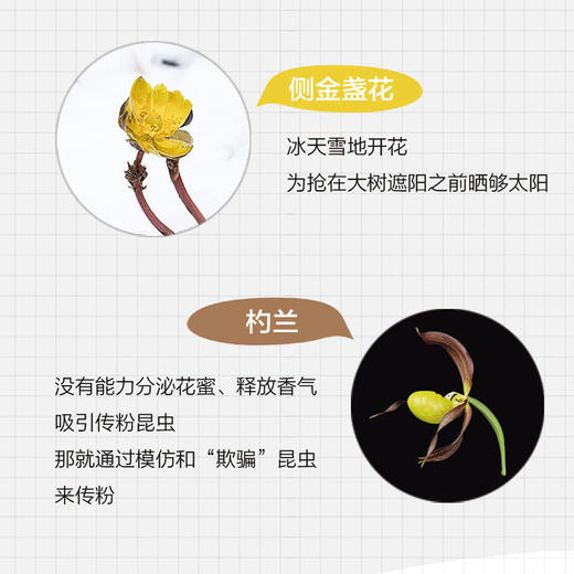 解剖刀、相机与鸢尾：116种中国植物科学笔记 商品图3