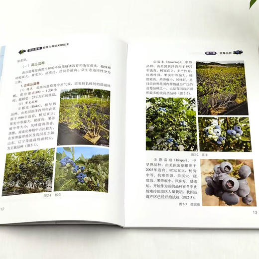 图说蓝莓轻简化栽培关键技术 商品图2