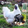 【五谷喂养】物源初见 五指毛桃炖乌鸡 1袋（乌鸡900g+五指毛桃茯苓汤料包82g） 营养美味乌骨鸡 商品缩略图4