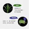 解剖刀、相机与鸢尾：116种中国植物科学笔记 商品缩略图2