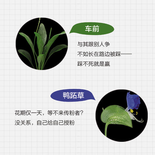 解剖刀、相机与鸢尾：116种中国植物科学笔记 商品图2