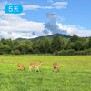 小兴安岭亲子户外 | 夏日轻徒步 把暑假交给22℃原始森林 | 5日 商品缩略图3