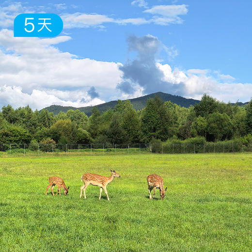小兴安岭亲子户外 | 夏日轻徒步 把暑假交给22℃原始森林 | 5日 商品图3