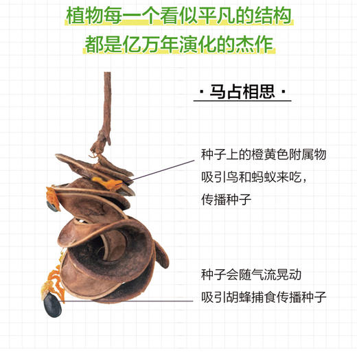 解剖刀、相机与鸢尾：116种中国植物科学笔记 商品图4