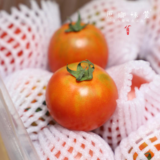 有机瑞粉番茄/草莓西红柿（基地直发-顺丰包邮）|3斤、4.5斤装，来自云南“四只瓢虫”昆明基地，生产者：王建钧【合作生产，公平贸易】 商品图8