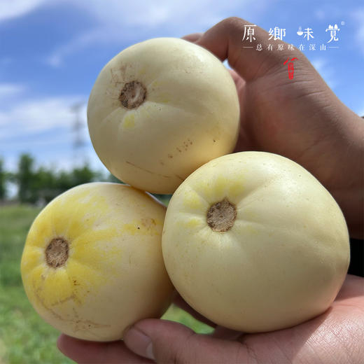 生态甜瓜（基地直发-顺丰包邮）| 4斤装，来自陕西咸阳，生产者：郑力行，【合作生产，公平贸易】 商品图1