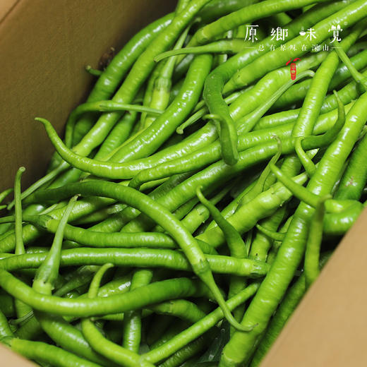 生态青椒/二荆条辣椒/牛角椒（农场直发-顺丰包邮）｜ 成都郫都区基地【原乡农场，自产自销】 商品图9