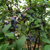 【十堰主城区包邮】新鲜水果 丹江口三宫殿百花岭蓝莓15+  1斤装/3斤装 商品缩略图5