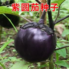 【SLSY】优选  新鲜  紫皮  圆茄子