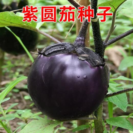 【SLSY】优选  新鲜  紫皮  圆茄子 商品图0