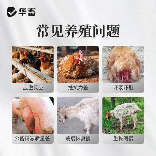 华畜多维速补猪牛羊鸡鸭鹅用补充营养促生长抗应激 商品图1
