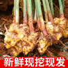 【SLSY】新鲜  沙地  小黄姜 商品缩略图2