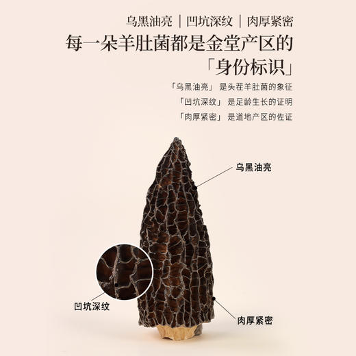 正安 四川头茬羊肚菌 头茬鲜货手工剪柄 乌黑油亮凹坑深纹 肉厚紧实 补充营养缓解疲劳 家庭煲汤好料 40g/罐 商品图3
