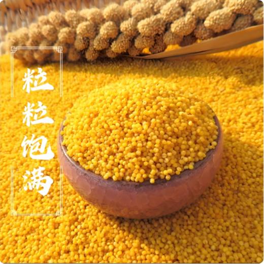【YMHR】小米  粘糯黄小米 商品图0