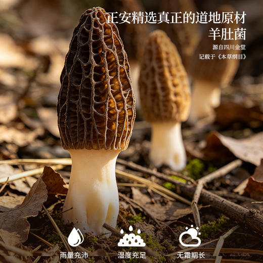 正安 四川头茬羊肚菌 头茬鲜货手工剪柄 乌黑油亮凹坑深纹 肉厚紧实 补充营养缓解疲劳 家庭煲汤好料 40g/罐 商品图4