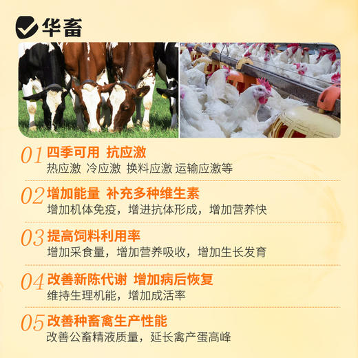 华畜多维速补猪牛羊鸡鸭鹅用补充营养促生长抗应激 商品图3