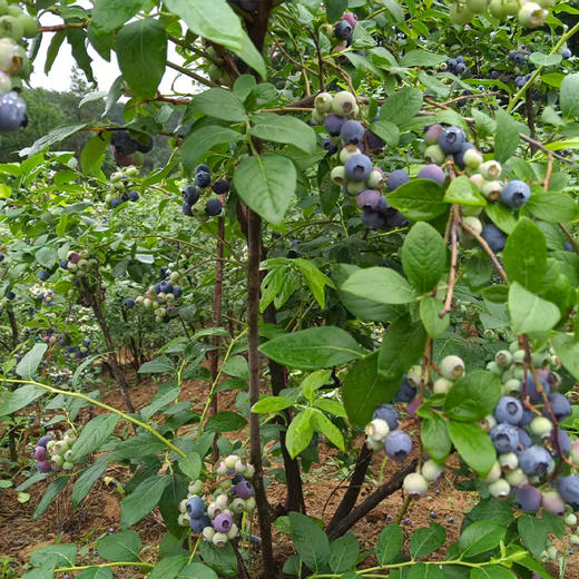 【十堰主城区包邮】新鲜水果 丹江口三宫殿百花岭蓝莓15+  1斤装/3斤装 商品图4