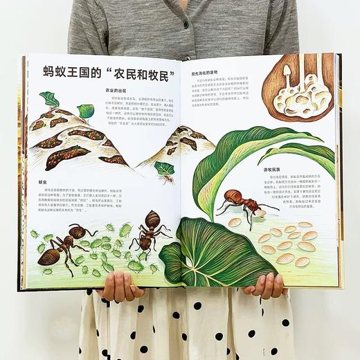 小小昆虫世界（精装·手工书） 商品图2