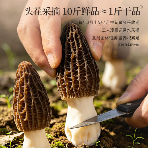 正安 四川头茬羊肚菌 头茬鲜货手工剪柄 乌黑油亮凹坑深纹 肉厚紧实 补充营养缓解疲劳 家庭煲汤好料 40g/罐 商品图8