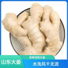 【SLSY】山东  新鲜  大姜 商品缩略图1
