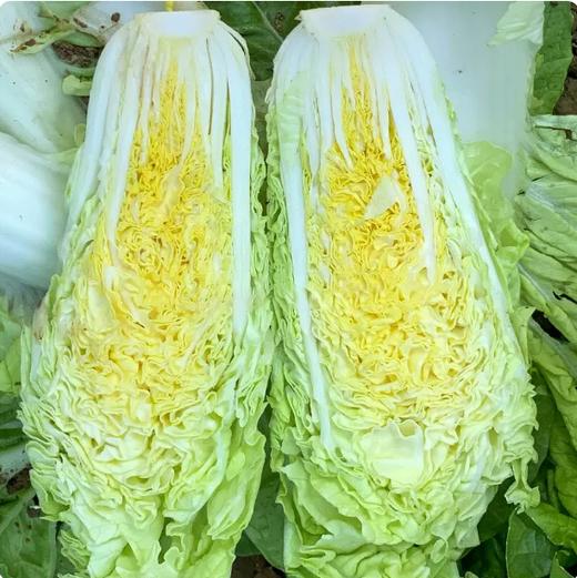 【YMHR】快菜 奶油小白菜 商品图1