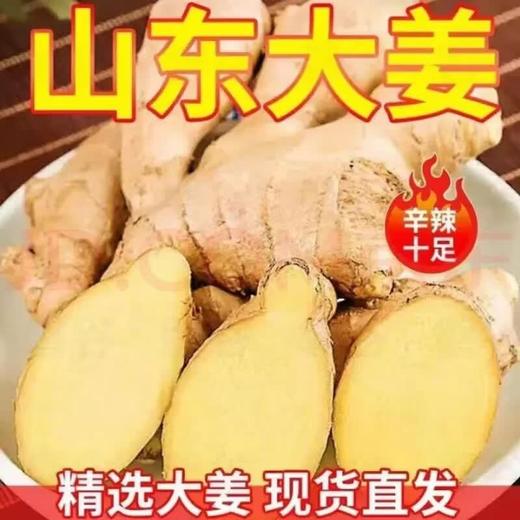 【SLSY】山东  新鲜  大姜 商品图2