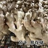 【SLSY】山东  新鲜  大姜 商品缩略图5