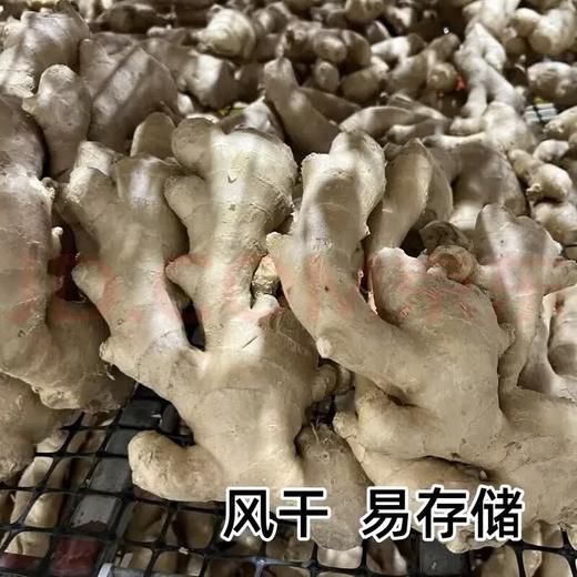 【SLSY】山东  新鲜  大姜 商品图5