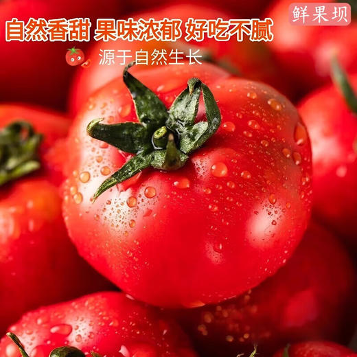 【SLSY】西红柿  山东  红宝石  高糖番茄 商品图1