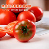 【SLSY】西红柿  山东  红宝石  高糖番茄 商品缩略图3