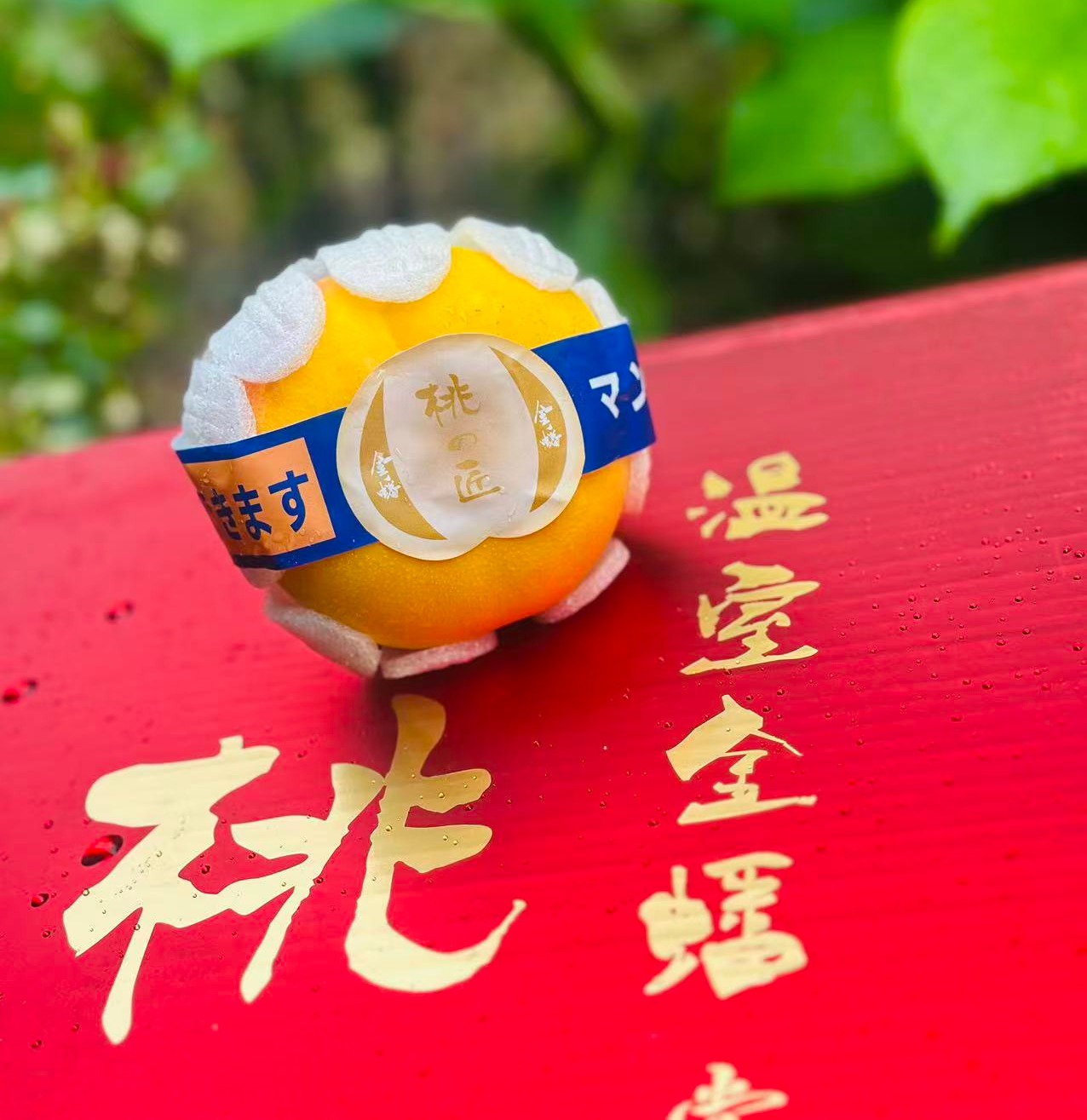 桃の匠 黄金蟠桃；打开盒瞬间香气扑鼻而来；果型硕大肉肥厚，果肉金黄多汁💦口味甜美，桃香四溢~
