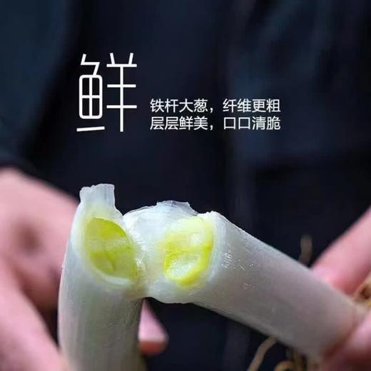 【SLSY】铁杆  大葱  新鲜  长白脆甜  蔬菜 商品图3