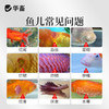 华畜鱼康宝调节水质水族鱼缸用烂尾烂鳃蒙眼水霉观赏鱼调理健康 商品缩略图1