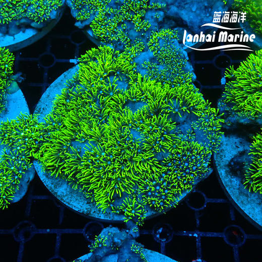 荧光绿草皮-人工 商品图2
