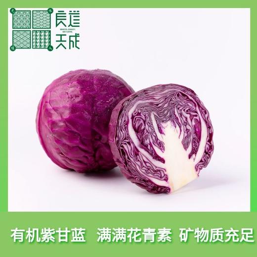 【拍3斤发5斤】良道有机紫甘蓝  1.5kg量贩装 商品图0