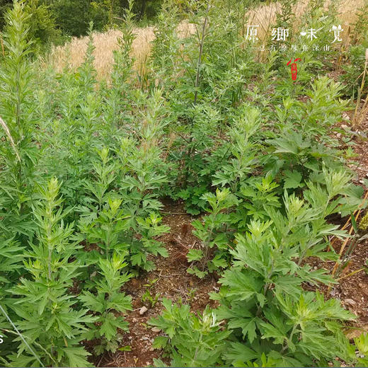 秦岭野生一年陈艾叶（基地直发-韵达快递）| 250g/袋，来自陕西秦岭，采集者：刘蜜书【合作生产，公平贸易】 商品图4