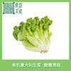 有机意大利生菜 商品缩略图0