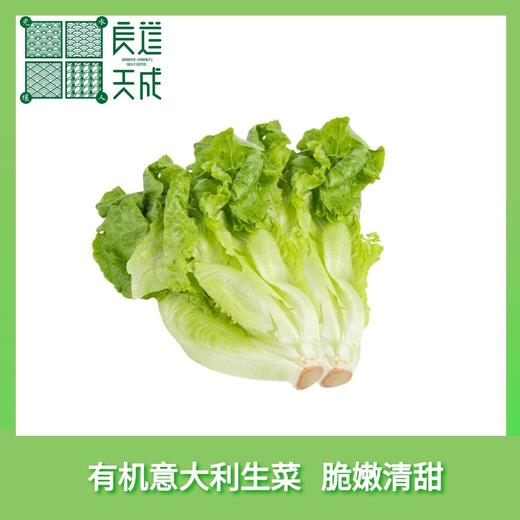 有机意大利生菜 商品图0