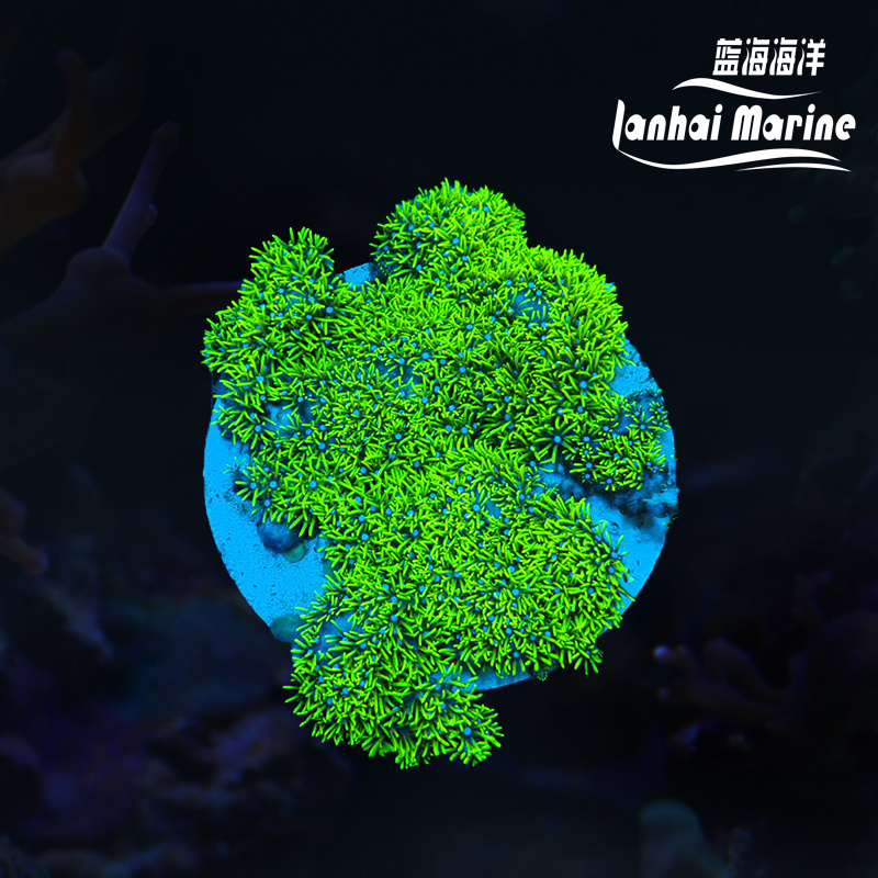荧光绿草皮-人工