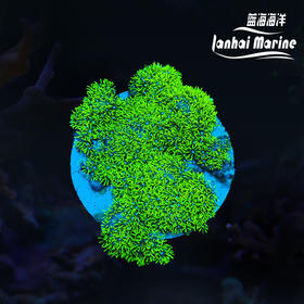 荧光绿草皮-人工