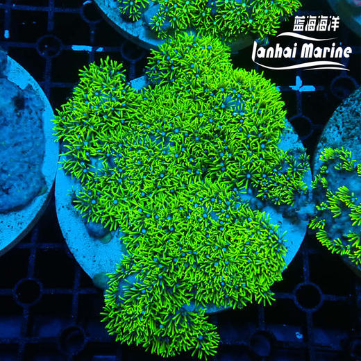荧光绿草皮-人工 商品图5