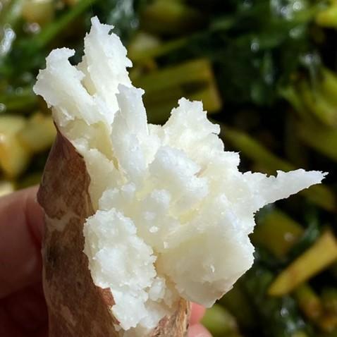 温县铁棍山药（无农药、化肥、除草剂） 商品图3